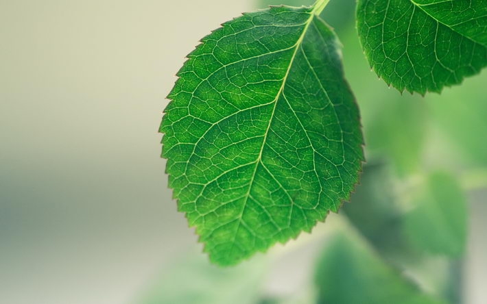 绿色养眼植物高清开机壁纸