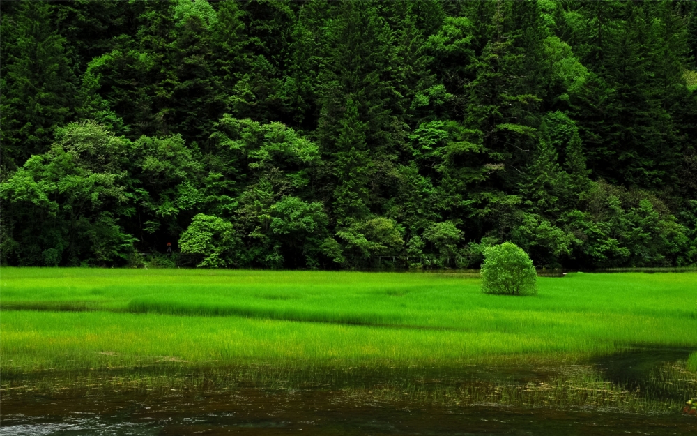 绿色植物风景桌面高清壁纸