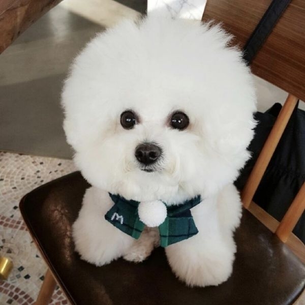 告白:圆滚滚的比熊君
