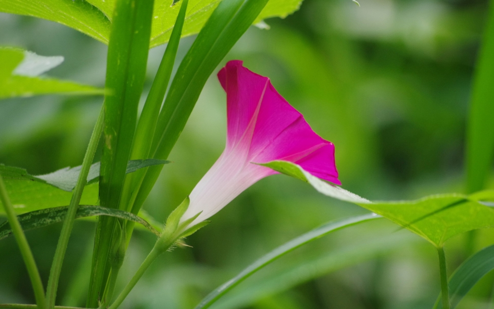 夏日里的牵牛花电脑桌面壁纸下载