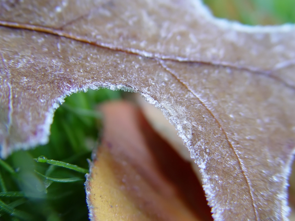 冰雪植物 第二辑