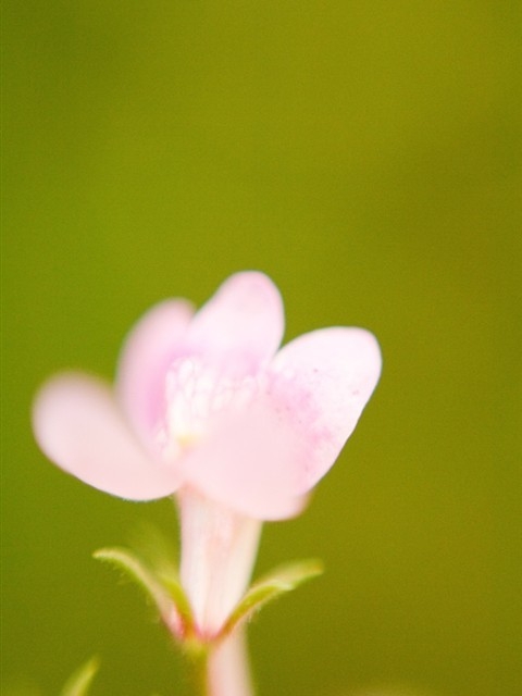 清晨花朵漂亮手机壁纸