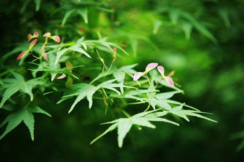 背对阳光 清新唯美图片