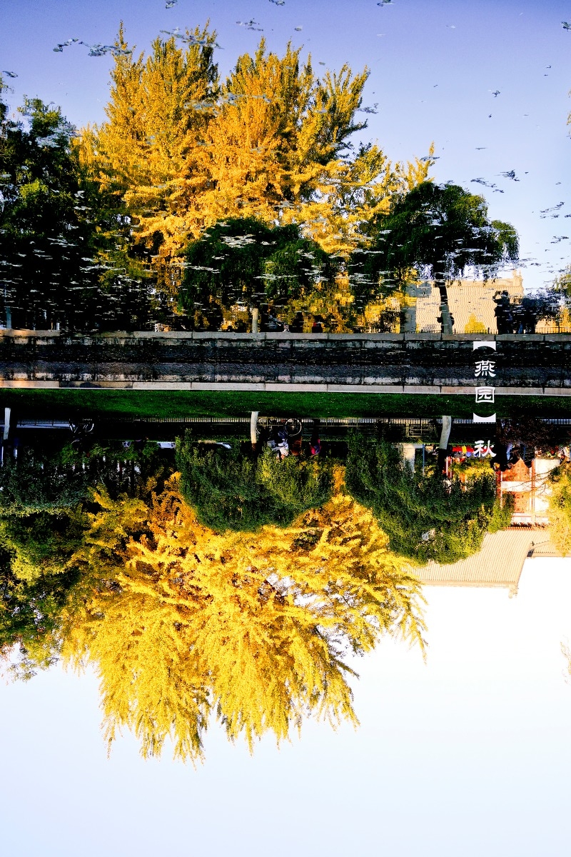 北京大学的秋天