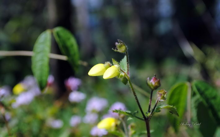 《印第安花园》花朵官方win8壁纸