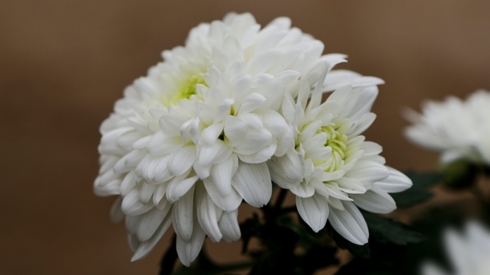 清新菊花图片壁纸下载