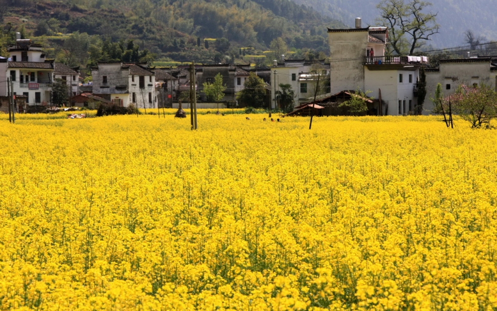 婺源油菜花风景