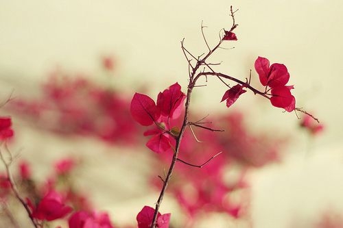 花的怒放
