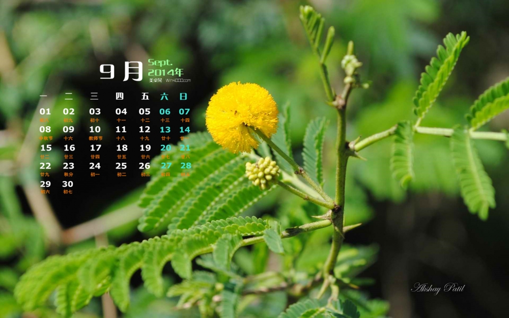 2014年9月日历《印第安花园》花朵官方win8电脑桌面壁纸