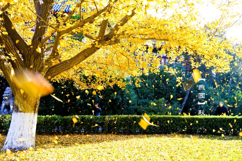 北京大学的秋天