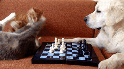 下棋因为乱指挥打起来了