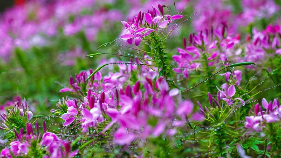 醉蝶花桌面壁纸