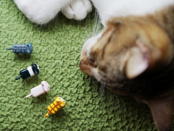 小猫。“喵”