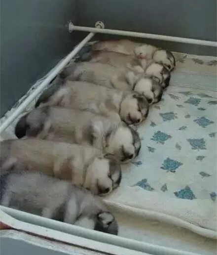搞笑图片：军训之后果然不一样
