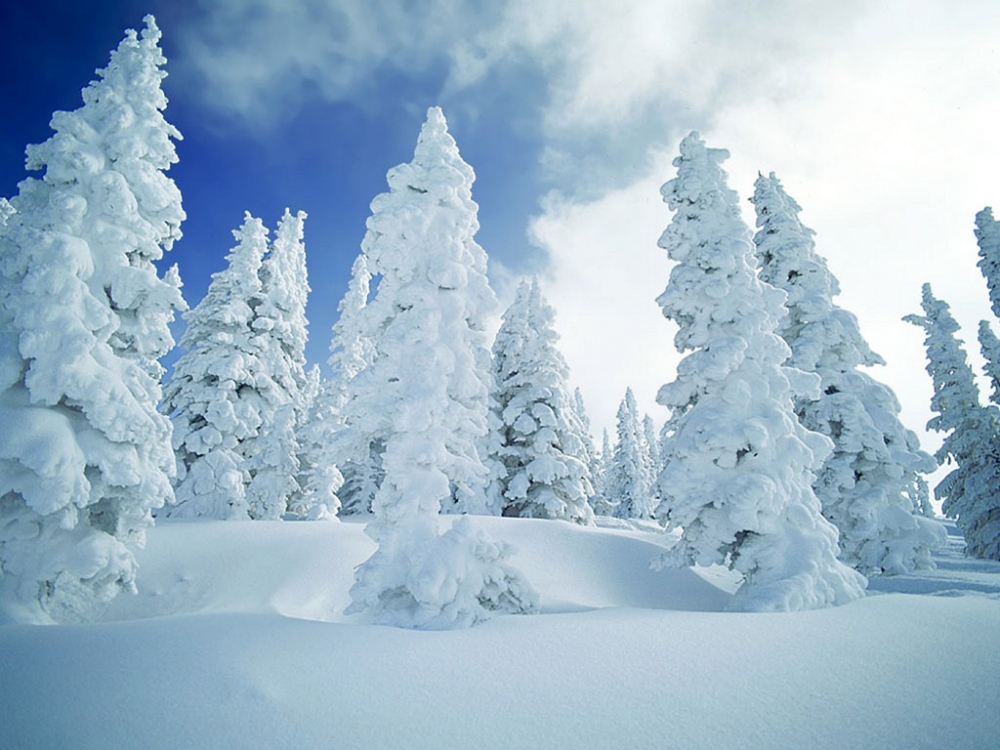 雪中写真 第二辑