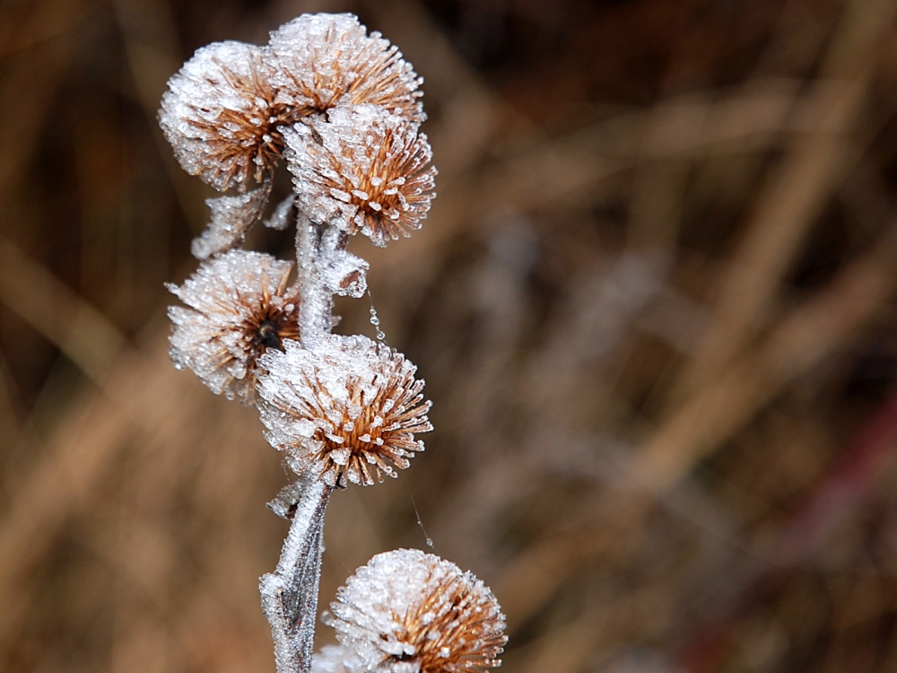 冰雪植物 第二辑