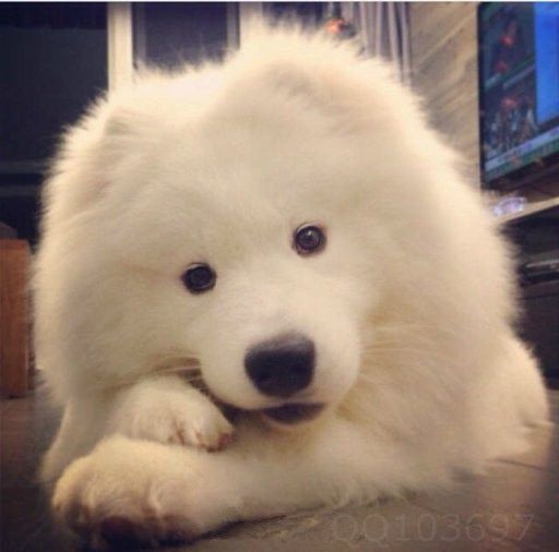 狗狗也是萌萌哒