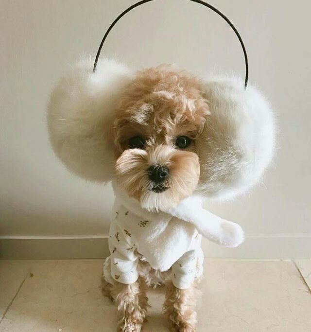 爱一个你，生一个小猴子，养一只狗