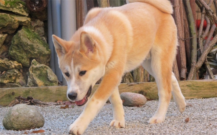 宠物狗秋田犬电脑桌面壁纸