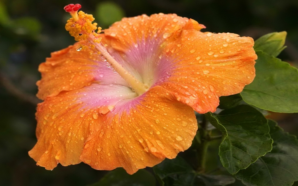 ​木槿花
