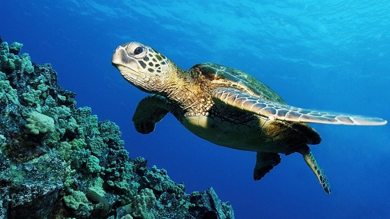 海龟在海底世界里游玩图片