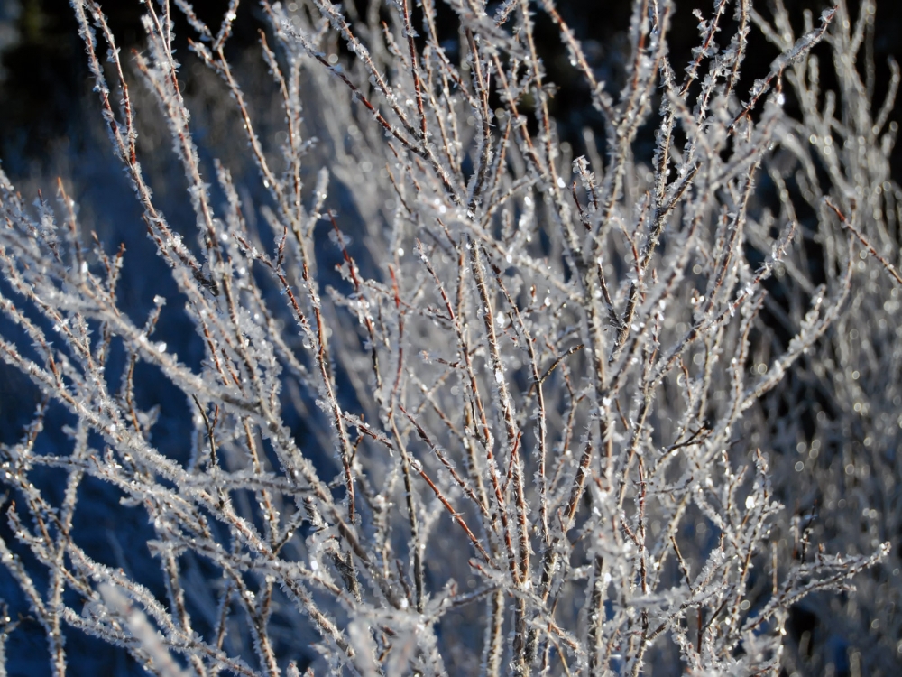 冰雪植物 第二辑