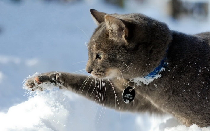 雪地上玩耍猫咪高清壁纸