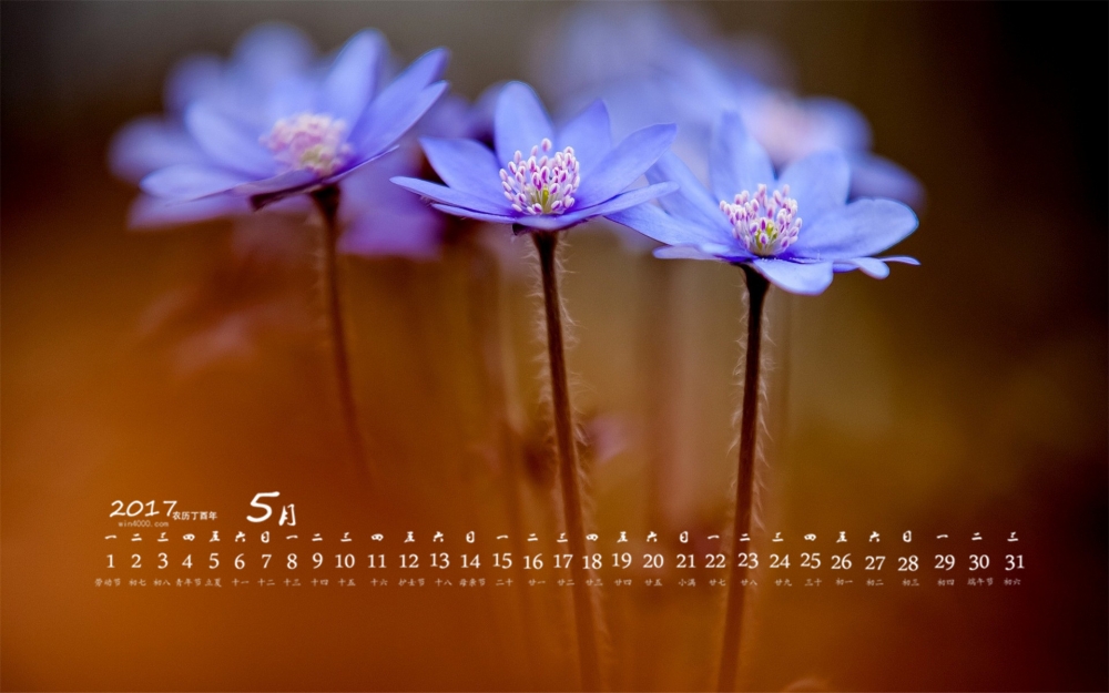 2017年5月清新小花植物桌面日历壁纸