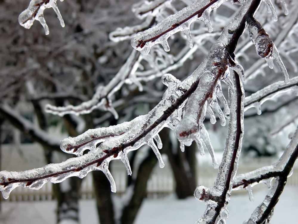 冰雪植物 第二辑