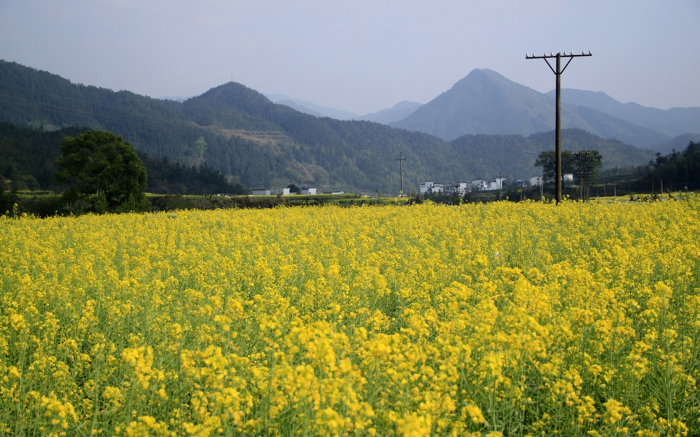 婺源油菜花风景