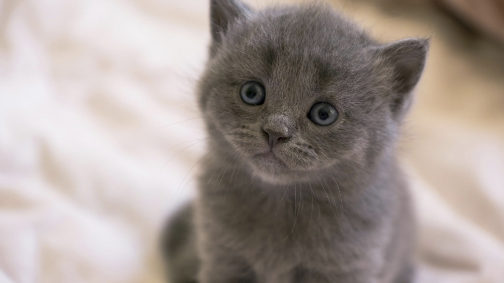 可爱的超萌动物小猫高清图片桌面壁纸