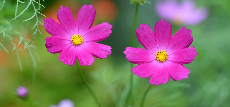 粉色小花，花瓣，草地，桌面壁纸