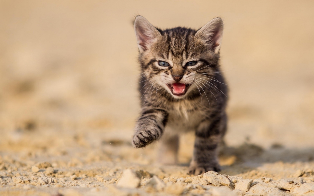超萌可爱治愈系猫咪趣味搞怪高清桌面壁纸