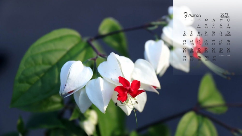 2017年3月美丽花卉龙吐珠桌面日历壁纸