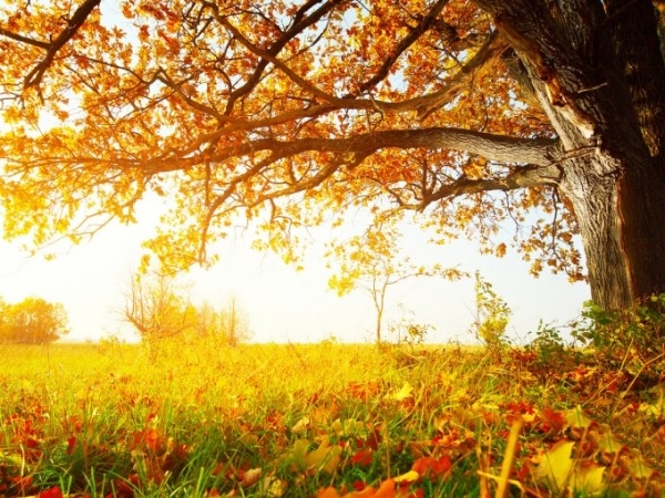 秋天萧瑟的落叶带来一股伤感气息图片