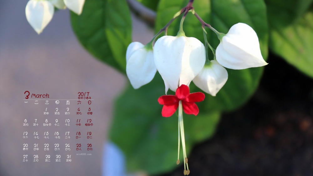 2017年3月美丽花卉龙吐珠桌面日历壁纸