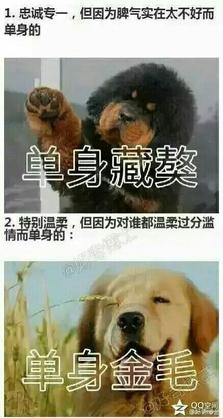 各类单身狗