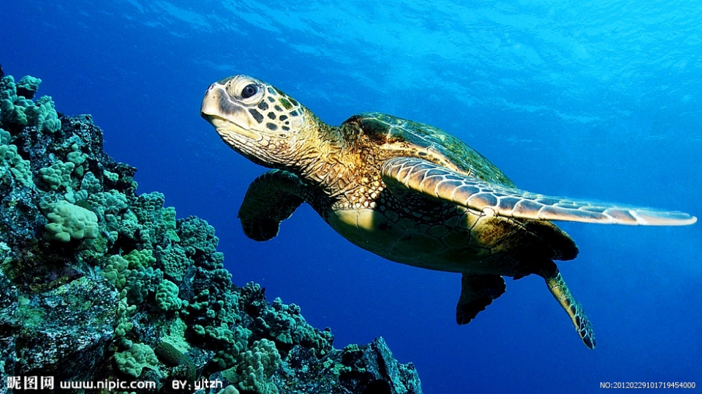 海龟在海底世界里游玩图片