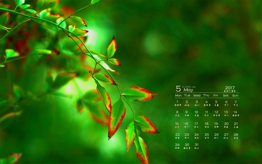 2017年5月清新小花植物桌面日历壁纸