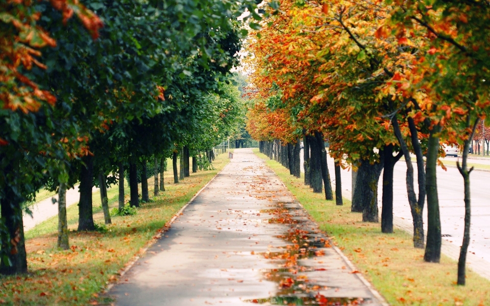 精选好看的秋季落叶街道唯美意境高清风景桌面壁纸下载