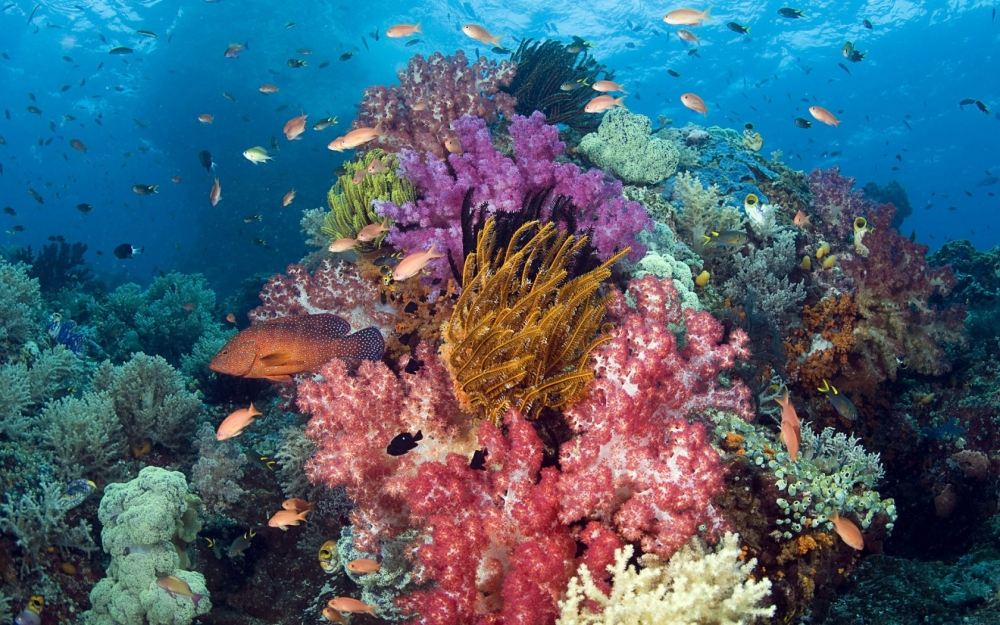 唯美海底珊瑚花样热带鱼电脑桌面壁纸