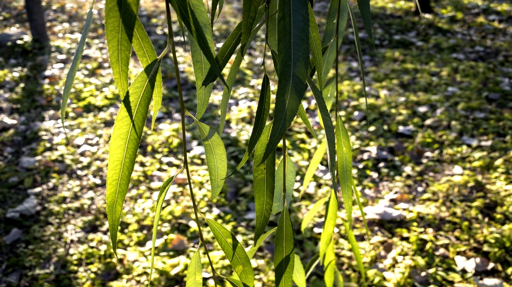 唯美清新秋季绿叶自然风景桌面壁纸下载