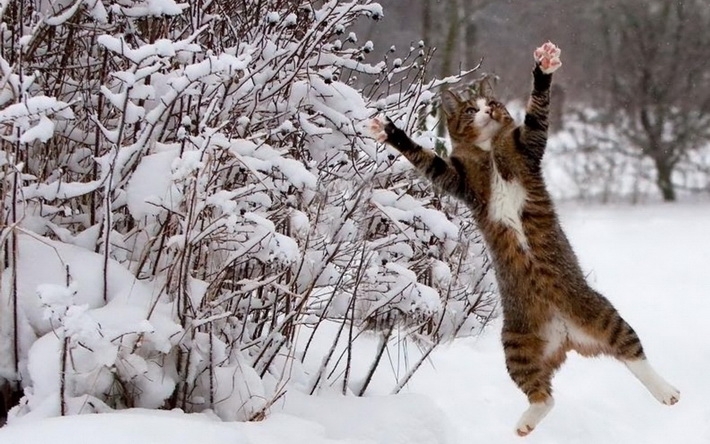 雪地上玩耍猫咪高清壁纸