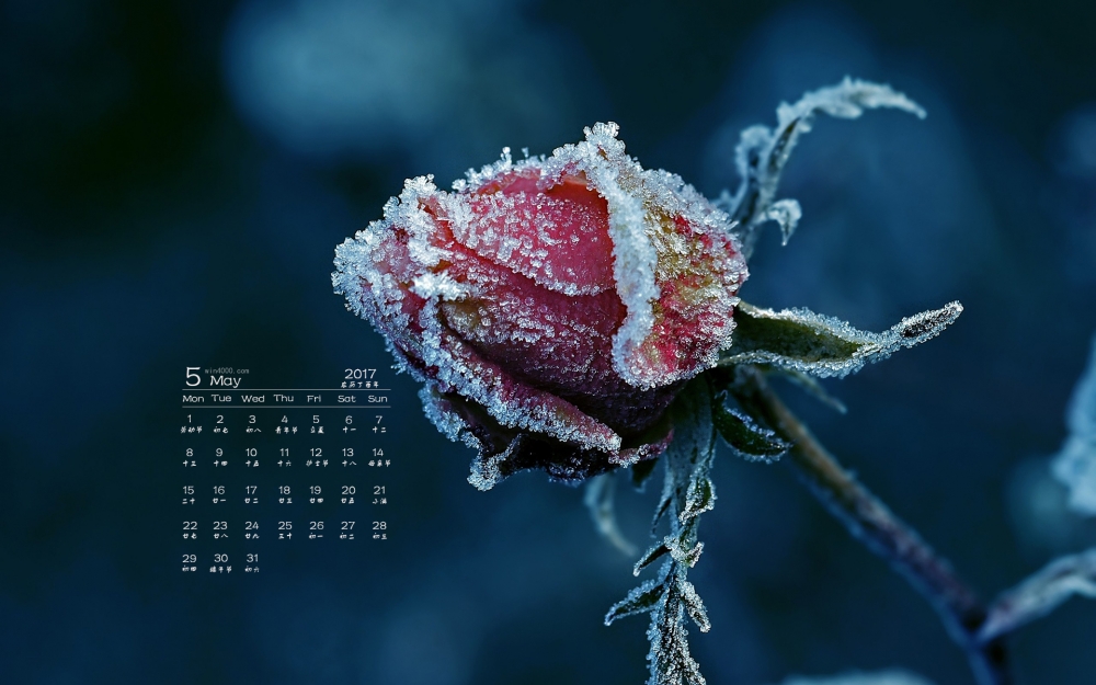 2017年5月娇嫩花朵日历壁纸