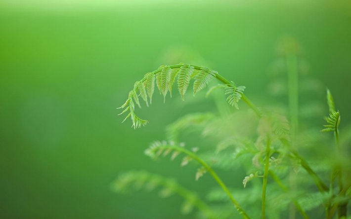 绿色养眼植物高清开机壁纸