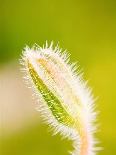 清晨花朵漂亮手机壁纸