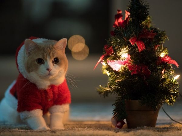 小猫。“喵”