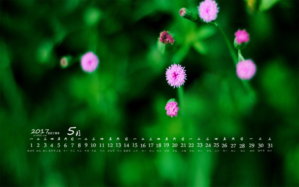 2017年5月清新小花植物桌面日历壁纸