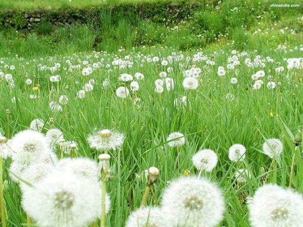 蒲公英梦幻般的花海美景图