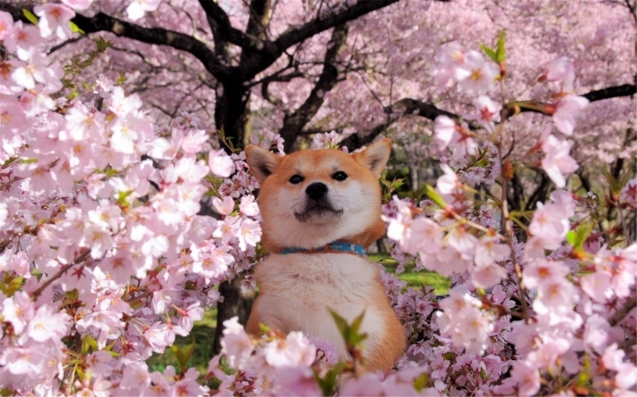 宠物狗秋田犬电脑桌面壁纸